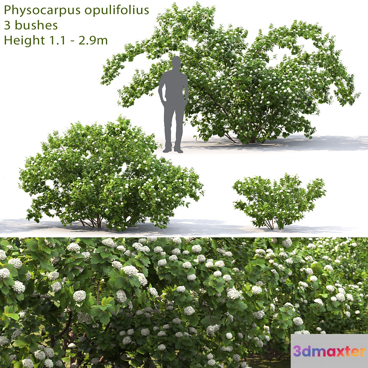 Physocarpus opulifolius # 1