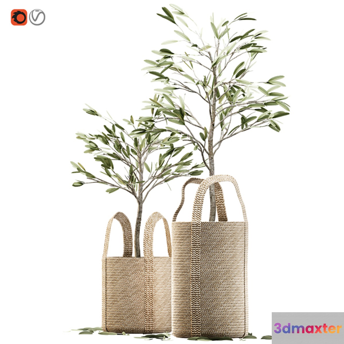 Wicker basket containing the delicate olive tree in pastel tones - No.3