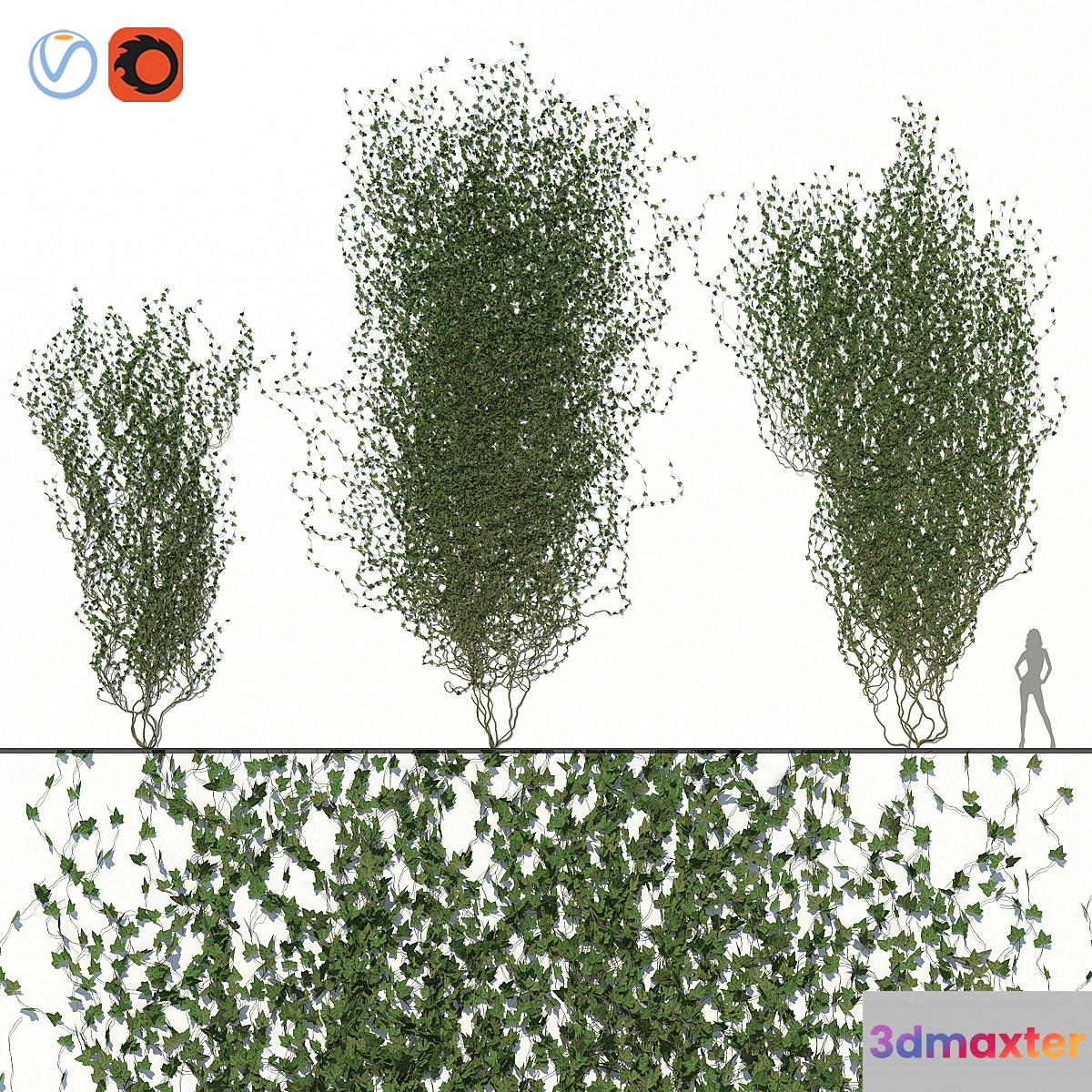Ivy Wall 02 3D Max