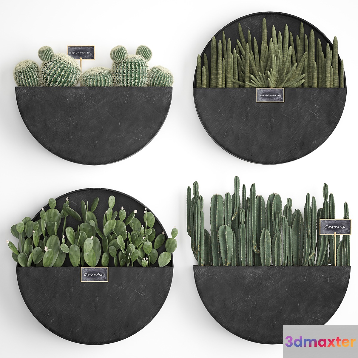 Vertical landscaping for the wall with a black metal shelf with cacti prickly pear cereus sansevieria. Set 55 - No.3
