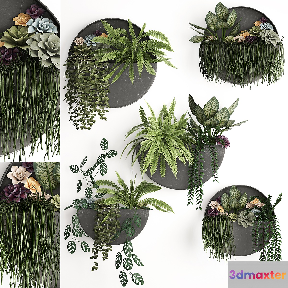 Vertical landscaping for the wall with a black metal shelf with Garden Succulents hanging plants Ferns. Set 56