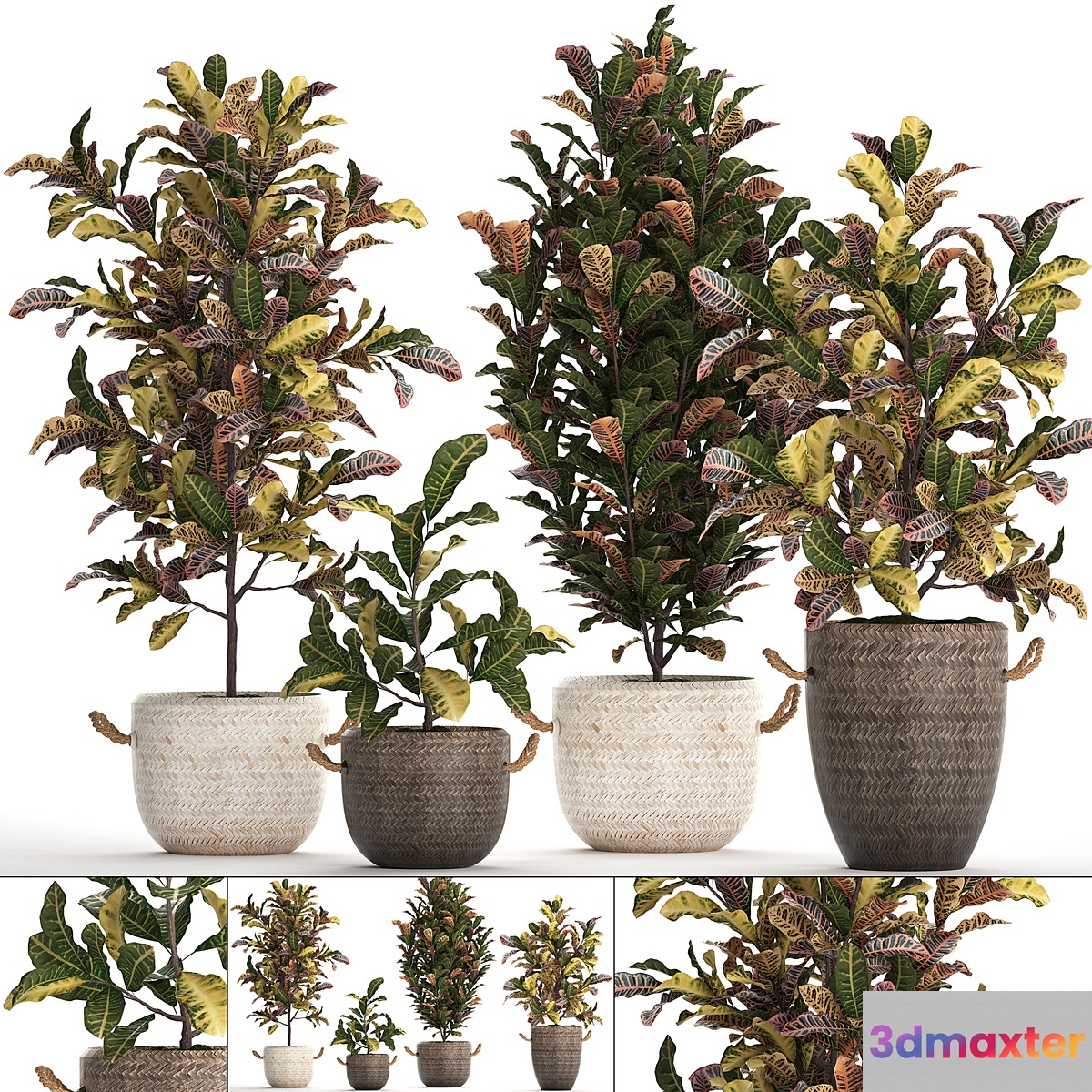 A collection of plants in modern white rattan baskets with small bushes of croton trees. Set 432. 3D Max