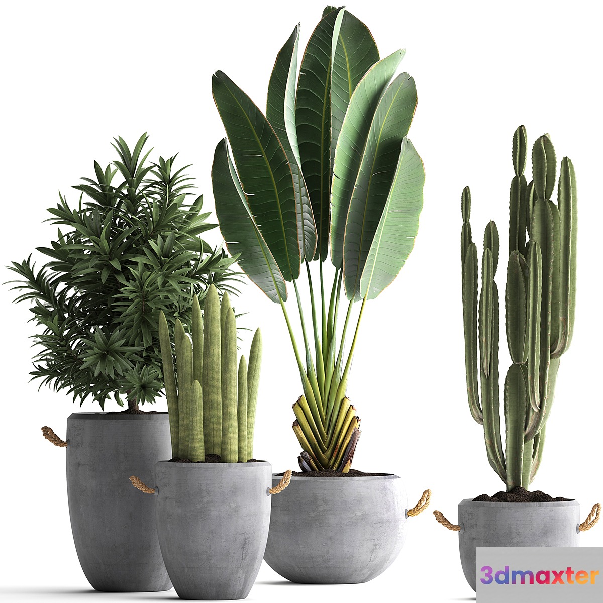 Collection of small plants in black concrete pots from Ravenala concrete flowerpot Cereus cactus oleander. Set 434. - No.2