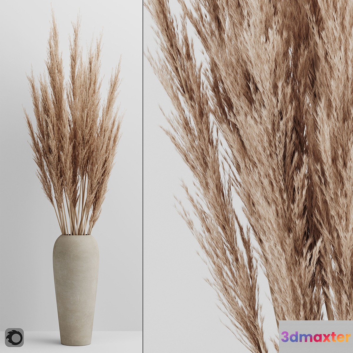 A bunch of Pampas 4