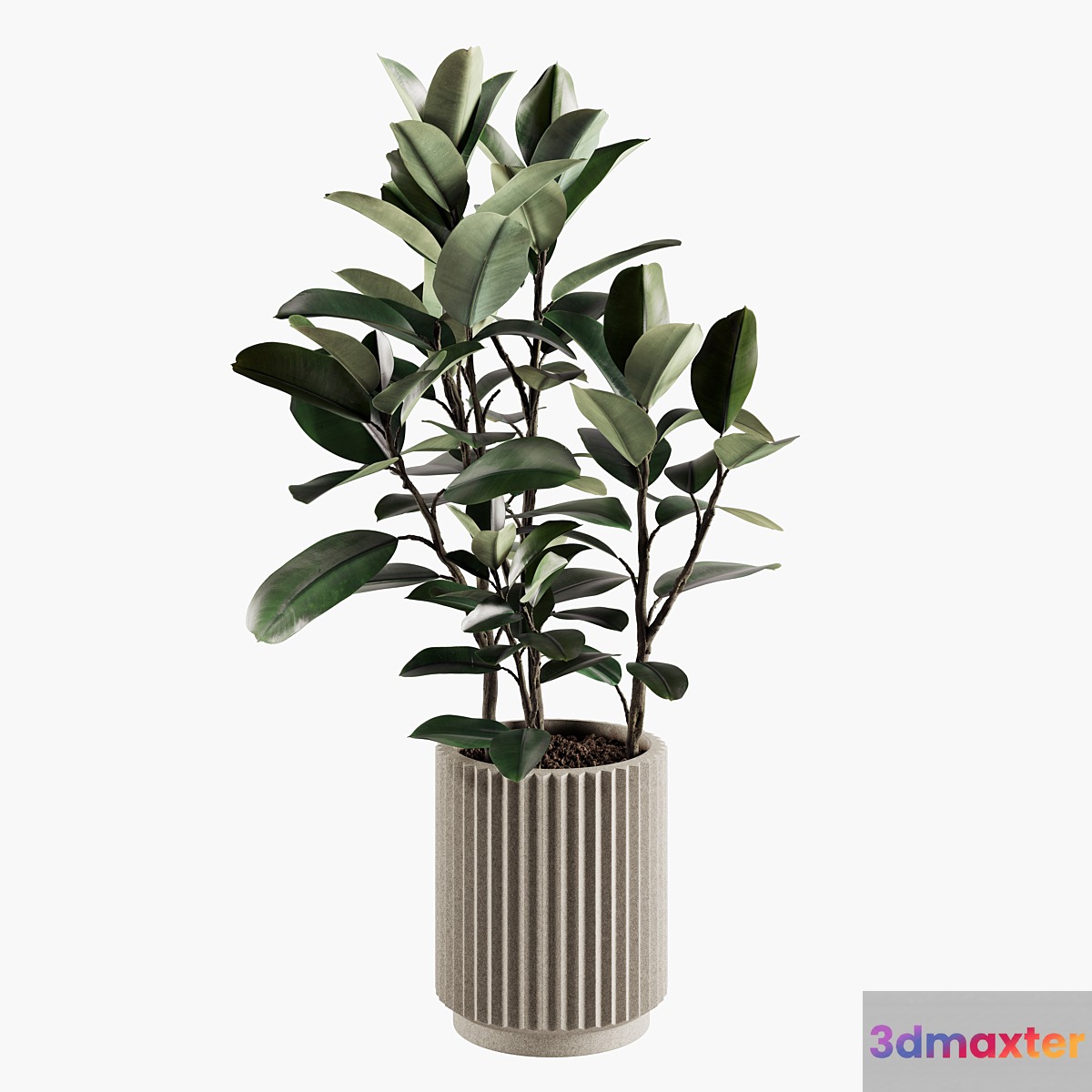 Indoor Plants Set 06 3D Max