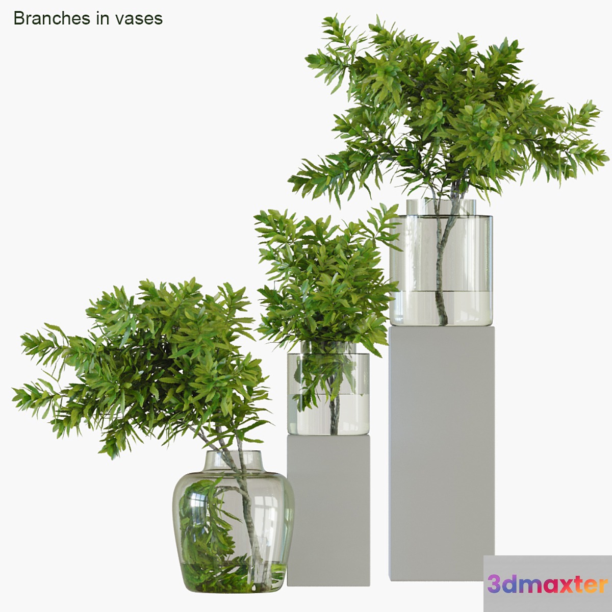 Branches in vases 32: Banksia plagiocarpa