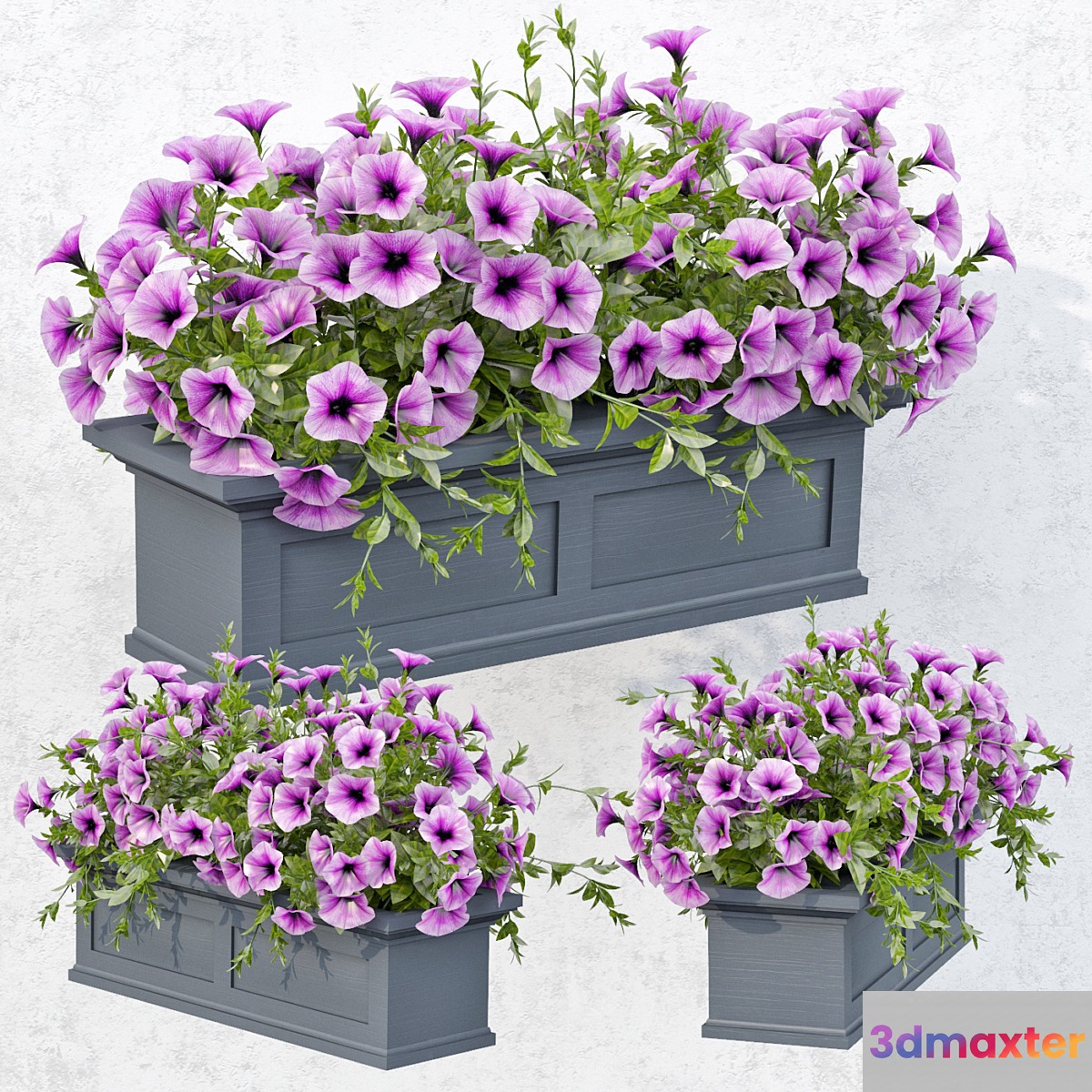 Lilac Petunia 3D Max