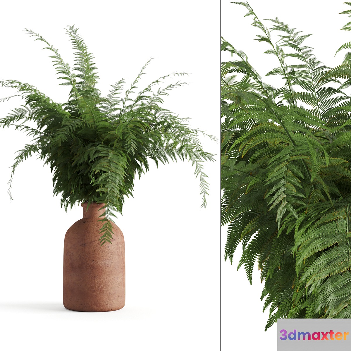 Fern in a clay vase