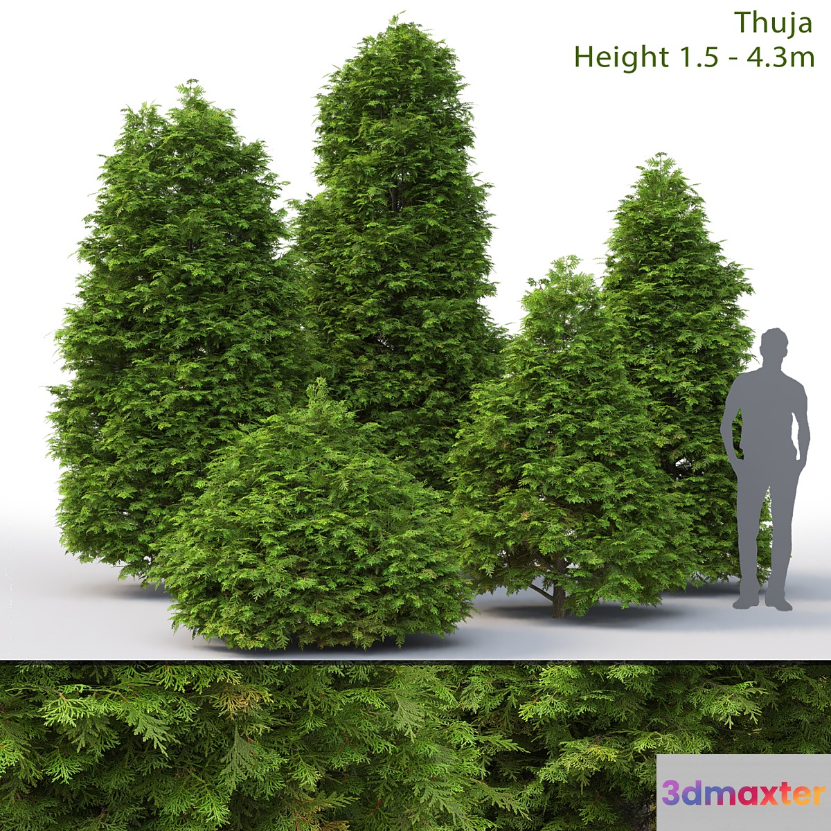 Thuja - No.9