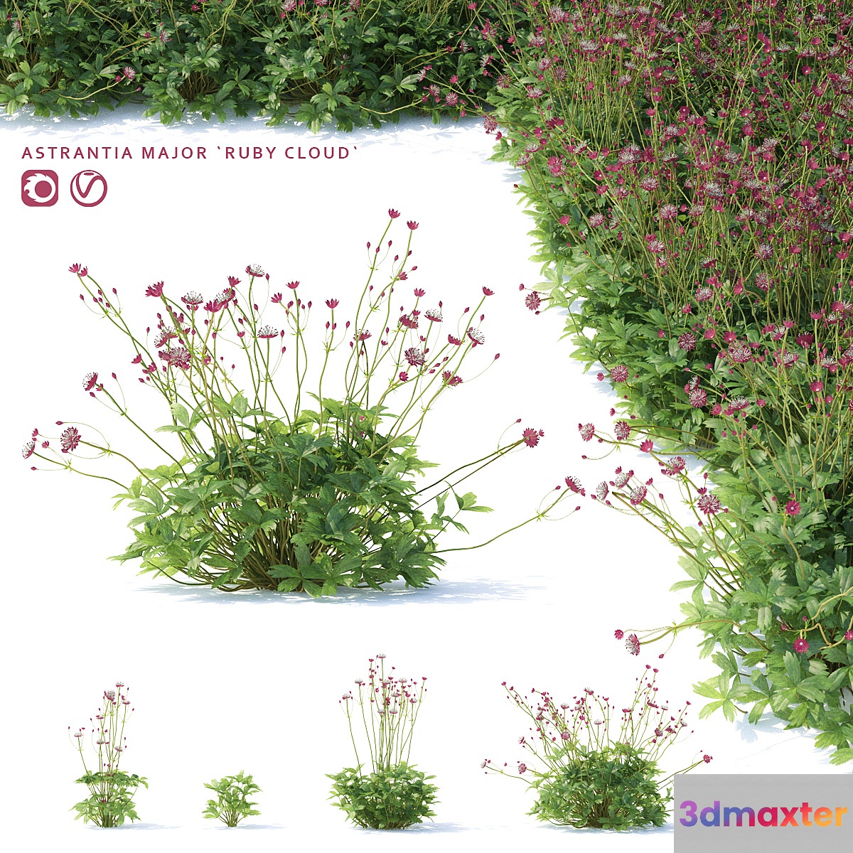Astrantia big flowers | Astrantia major ruby cloud 3D Max