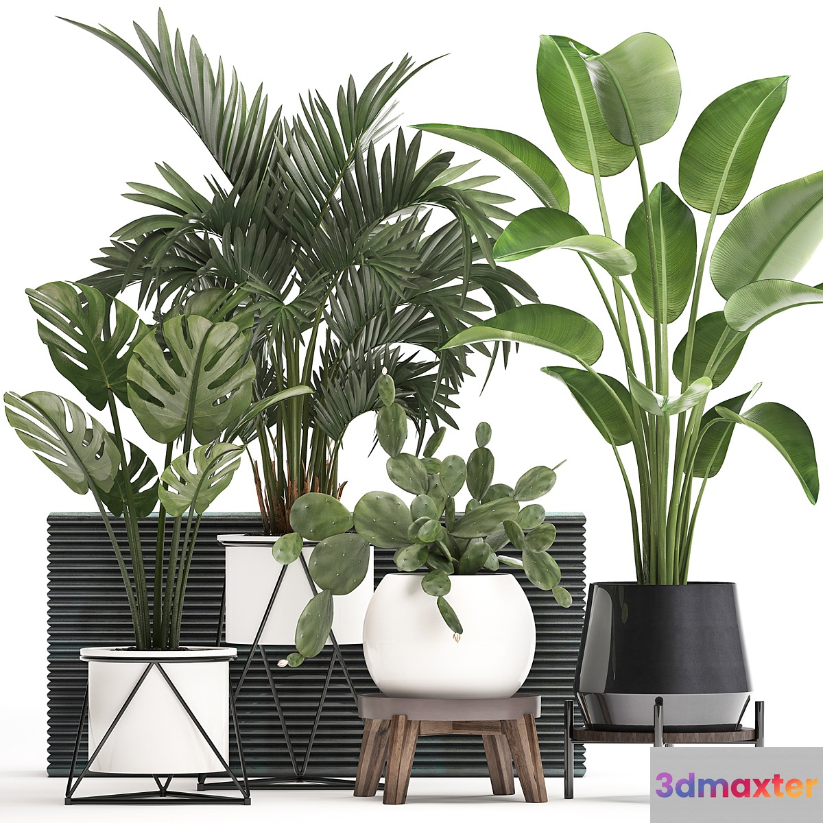Collection of small plants in white modern pots with prickly pear cactus banana palm monstera strelitzia. Set 448. 3D Max