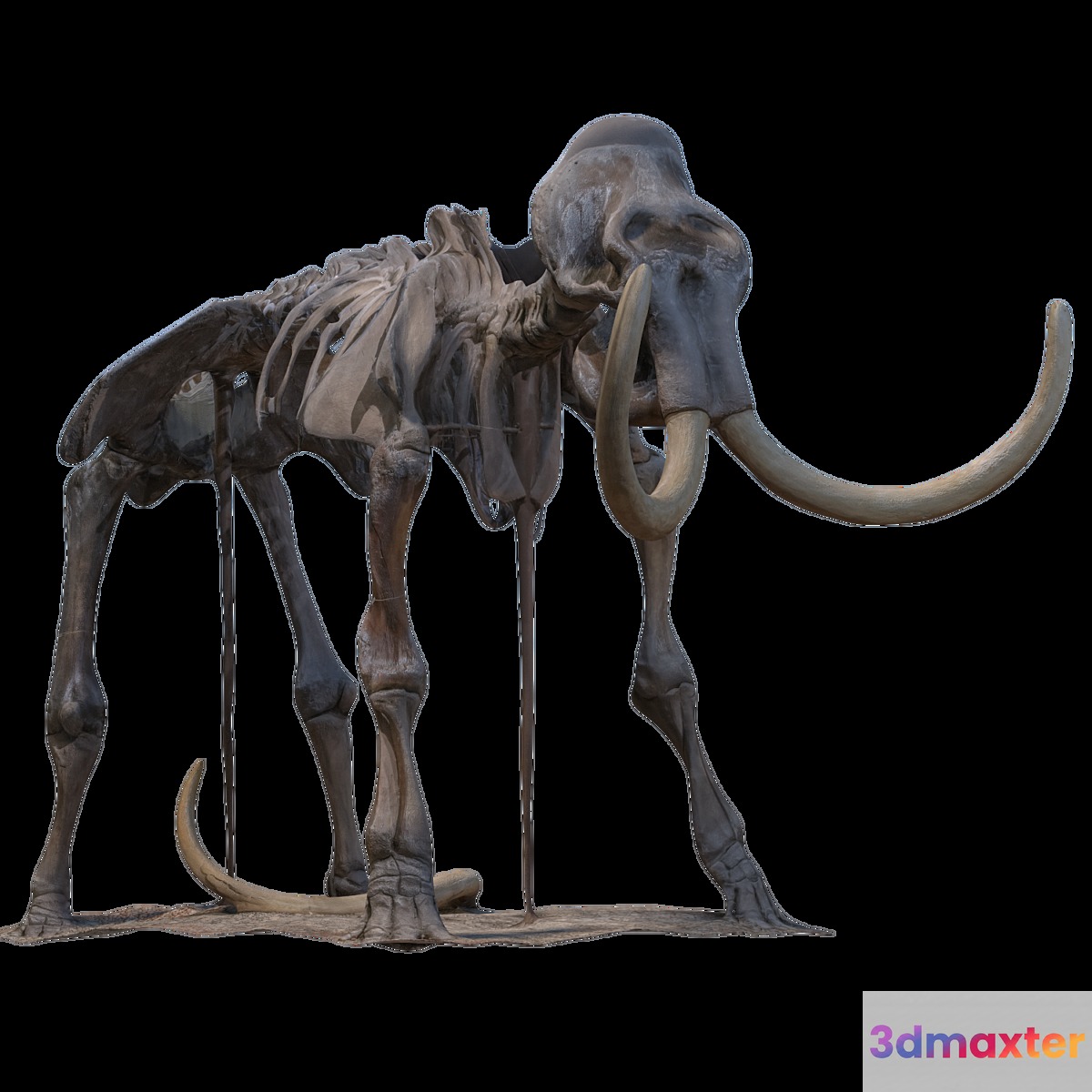 Mammoth skeleton 3D Max