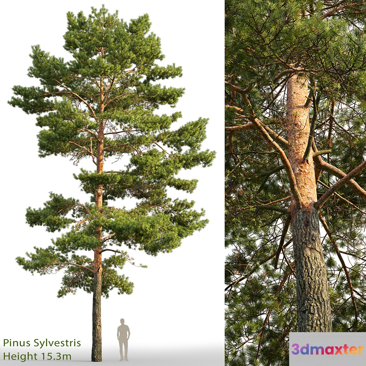 Pine - No.51