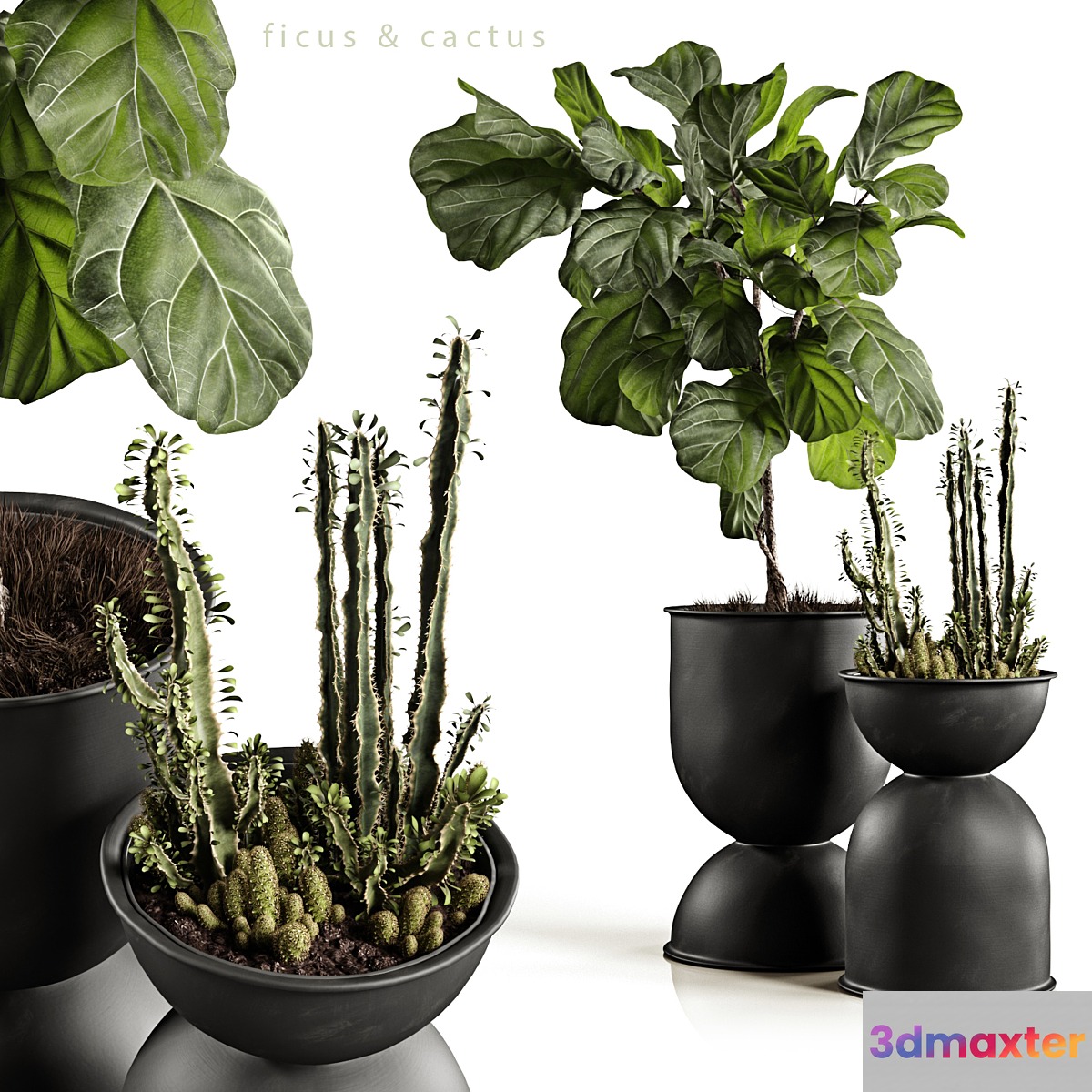 Ficus and cactus - No.2 Ficus and cactus - No.2