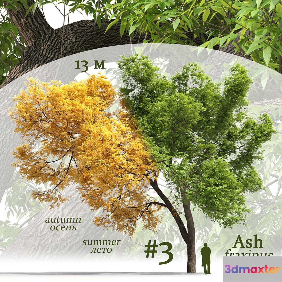 Ash-tree _ Fraxinus #3 3D Max