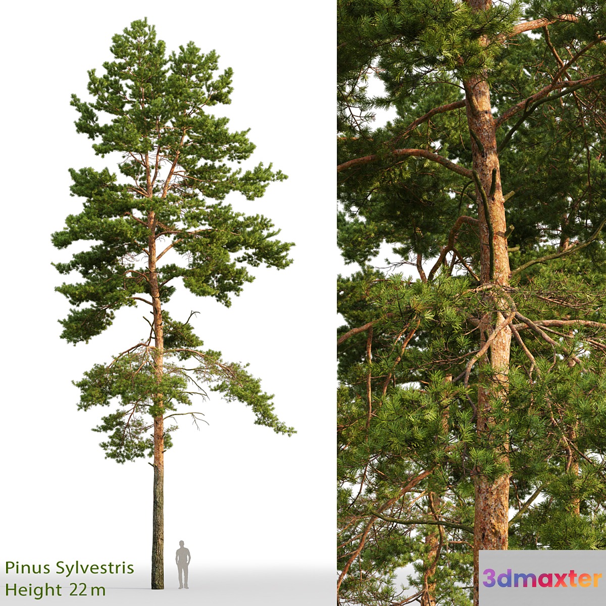 Pine - No.52