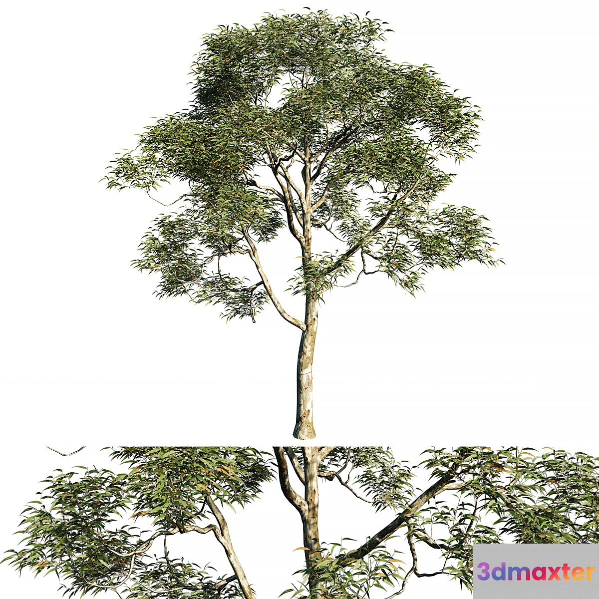 Eucalyptus saligna tree 02 3D Max Eucalyptus saligna tree 02 3D Max