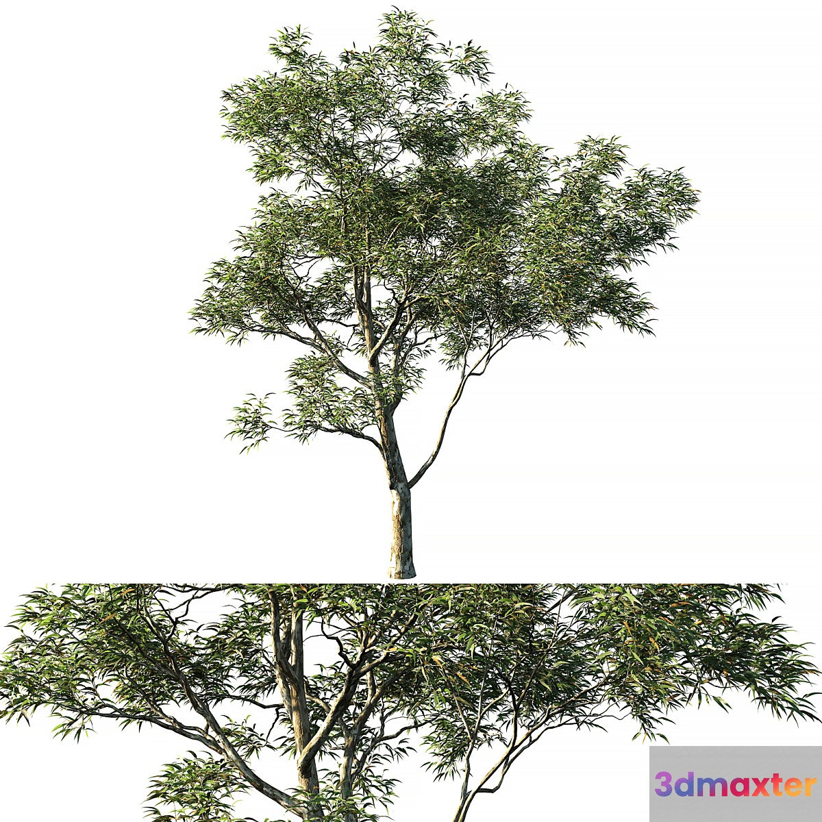 Eucalyptus saligna 03 - No.3