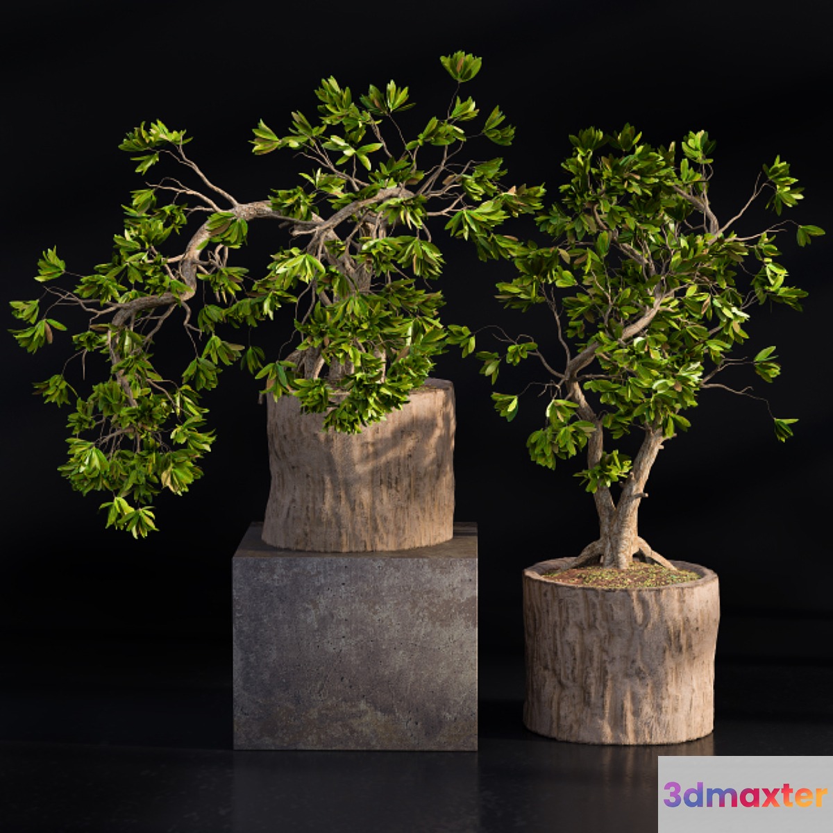 Bonsai broadleaf wooden pot 3D Max