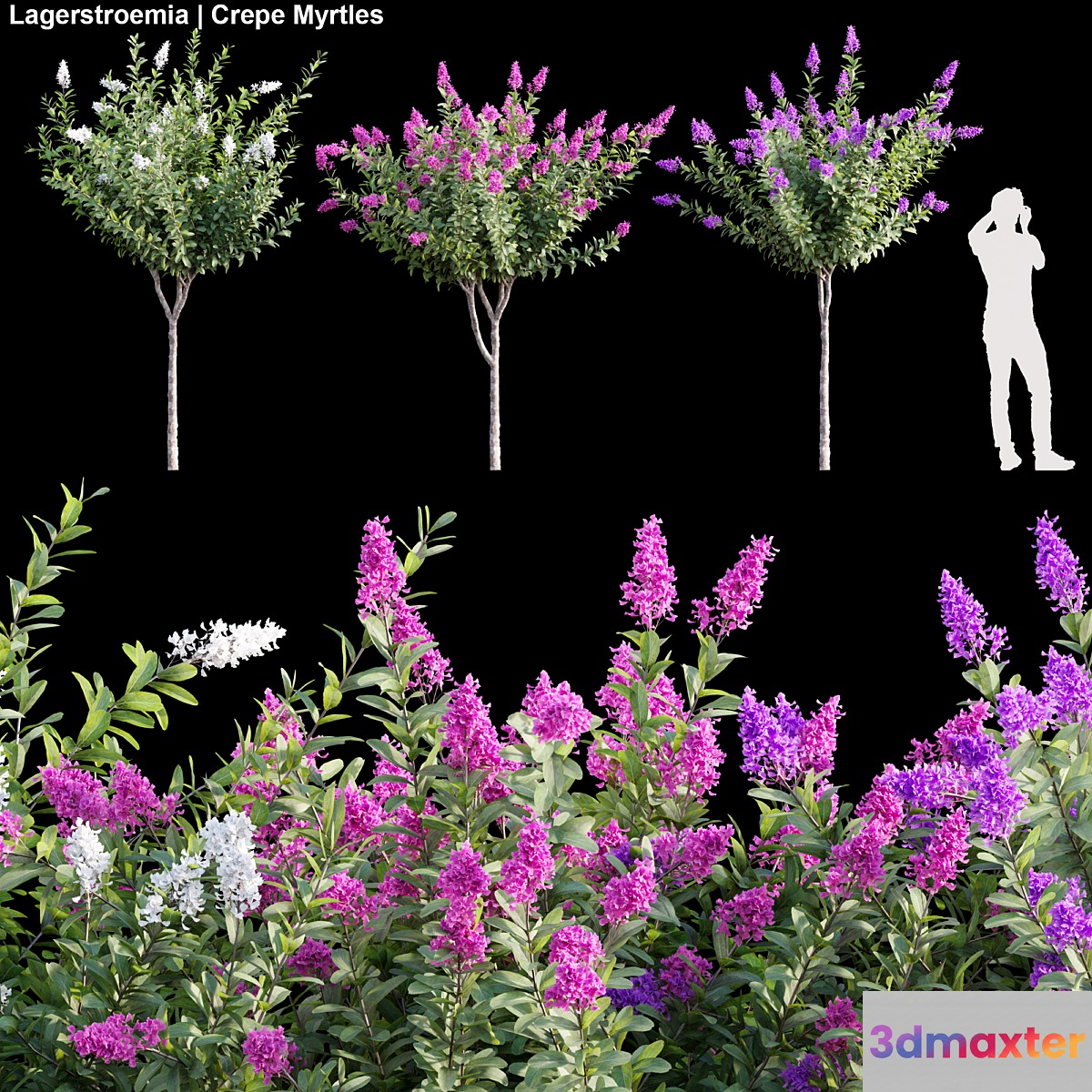 Lagerstroemia | Crepe Myrtles 01 3D Max