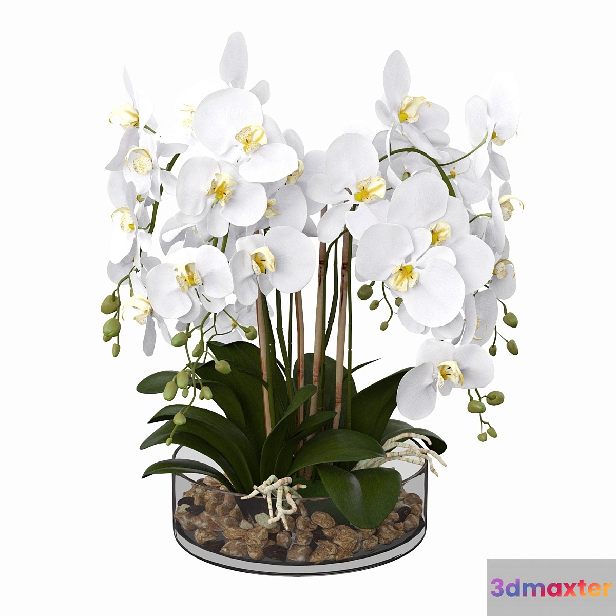 Phalaenopsis orchid 3D Max