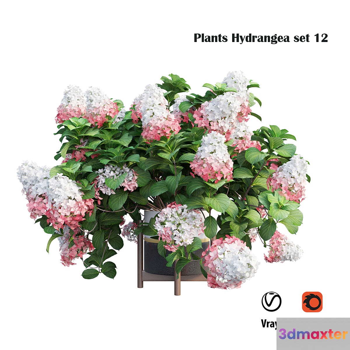 Plants Hydrangea set 12 - No.2 3D Max