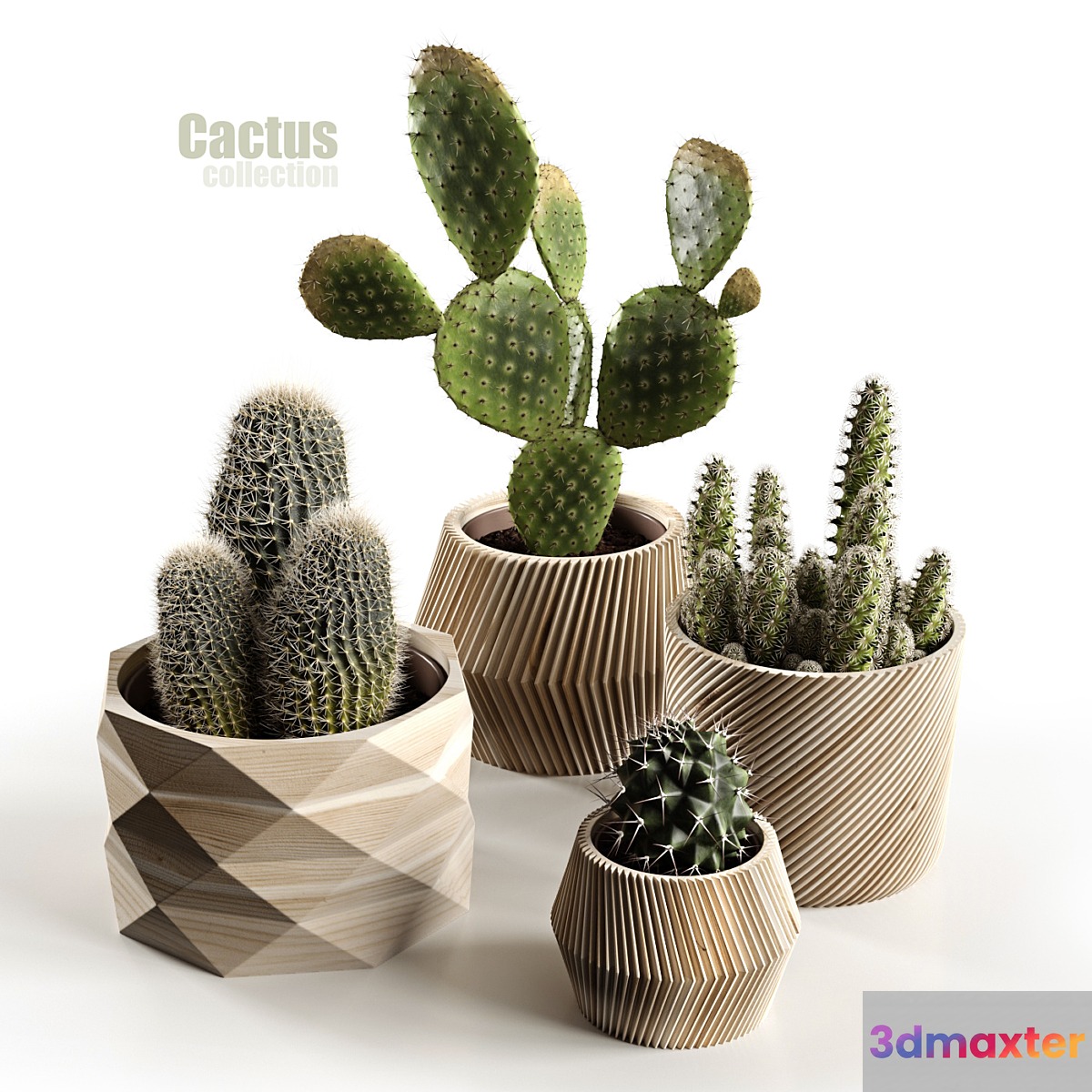 Cactus collection