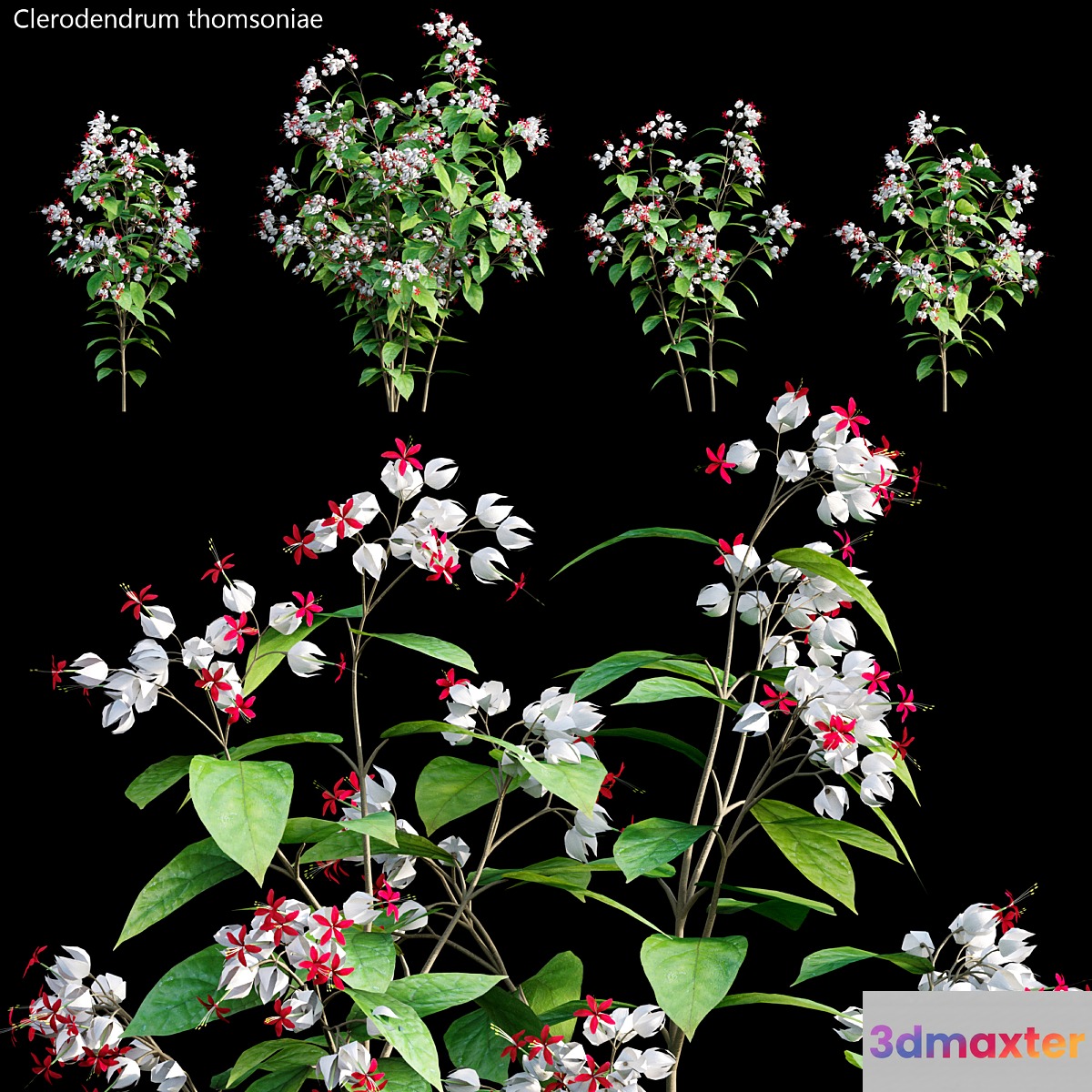 Clerodendrum 01 3D Max Clerodendrum 01 3D Max