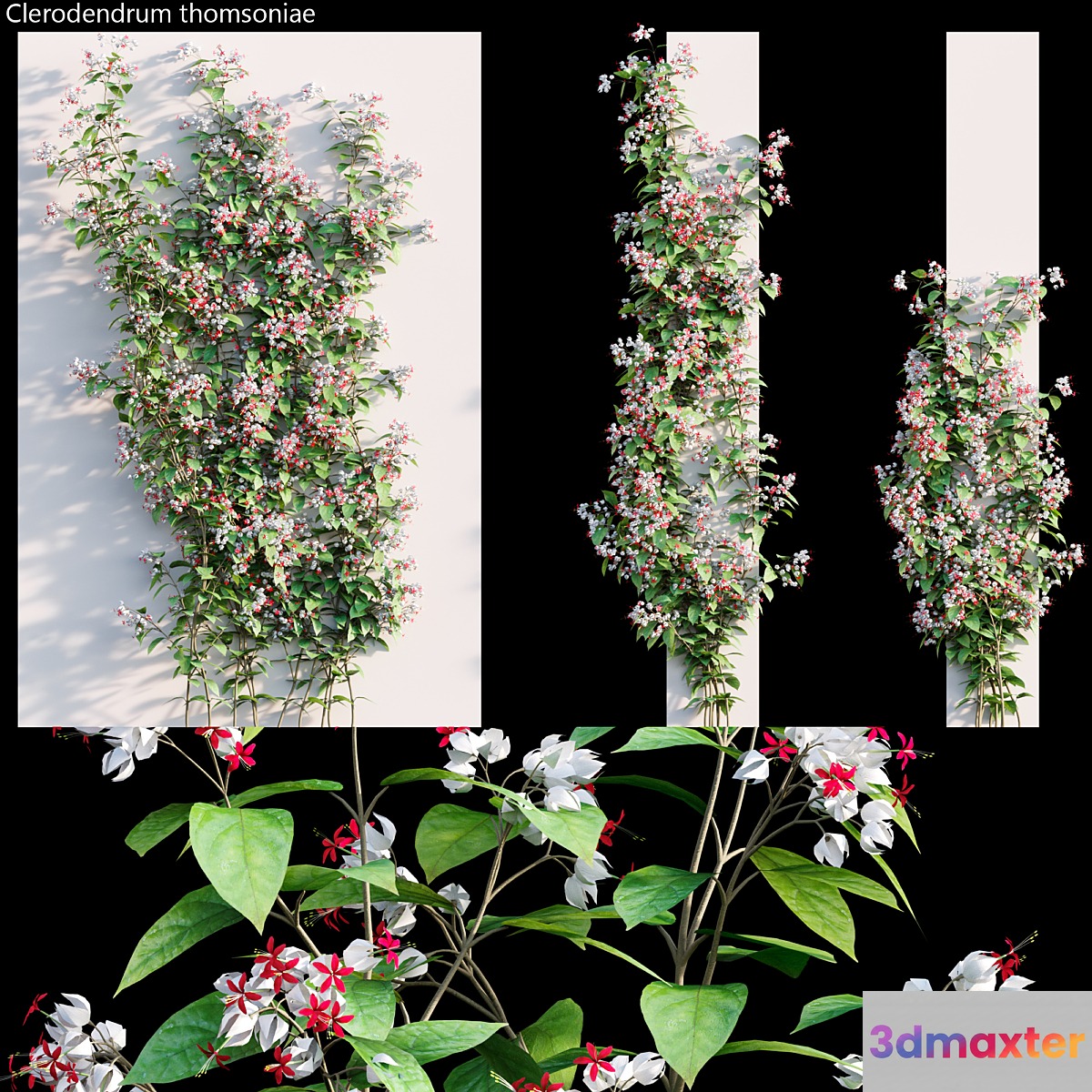 Clerodendrum 02 3D Max