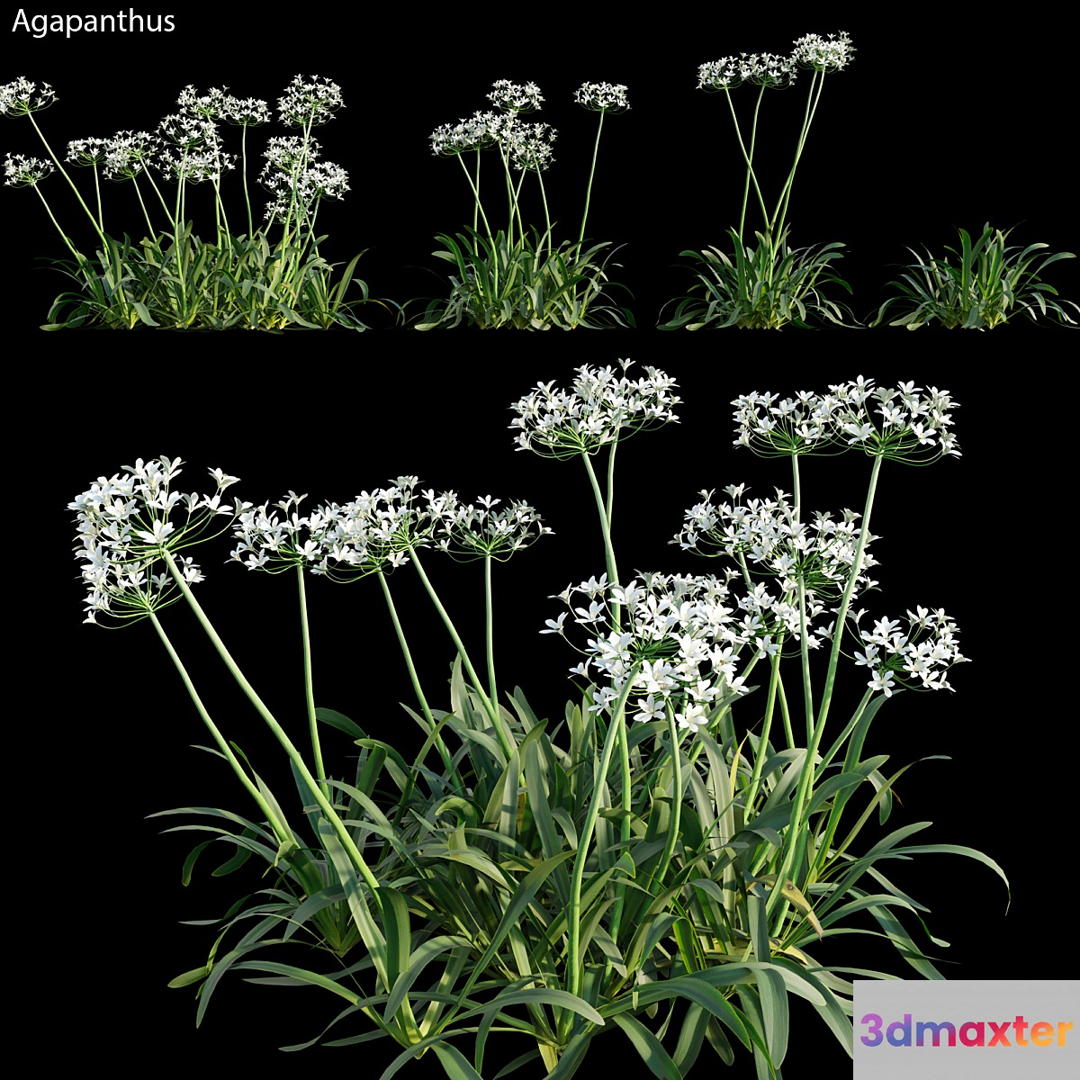 Agapanthus 02