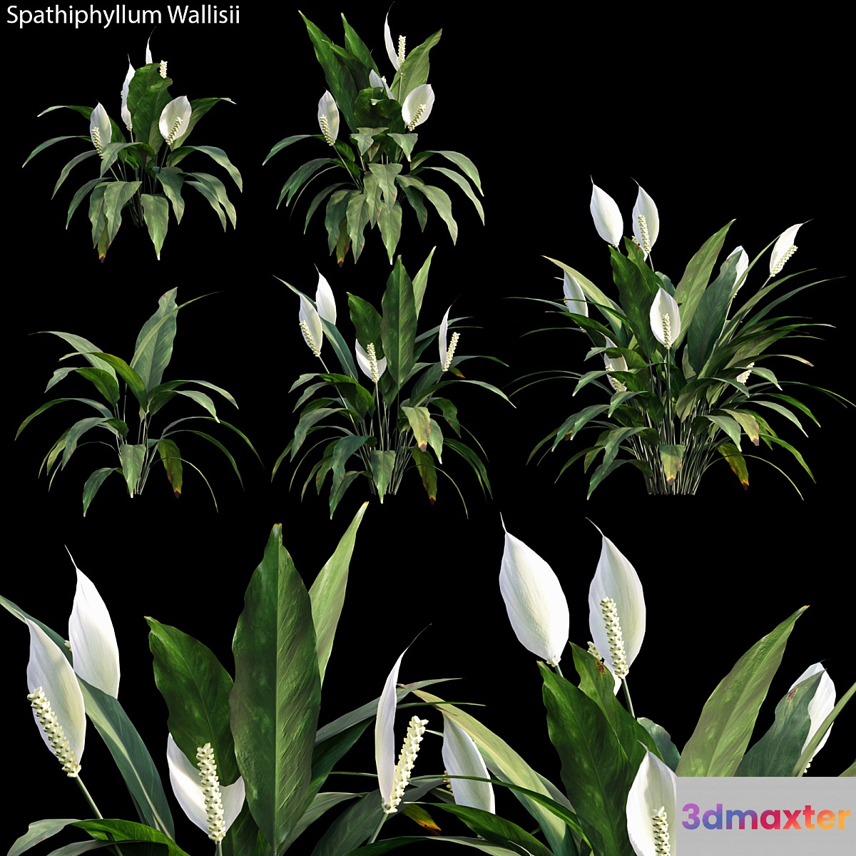 Spathiphyllum Wallisii 01 - No.2