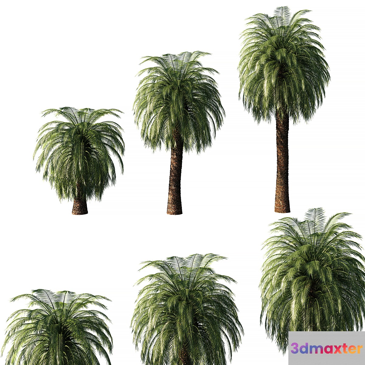 Macrozamia Moorei palm tree 3D Max