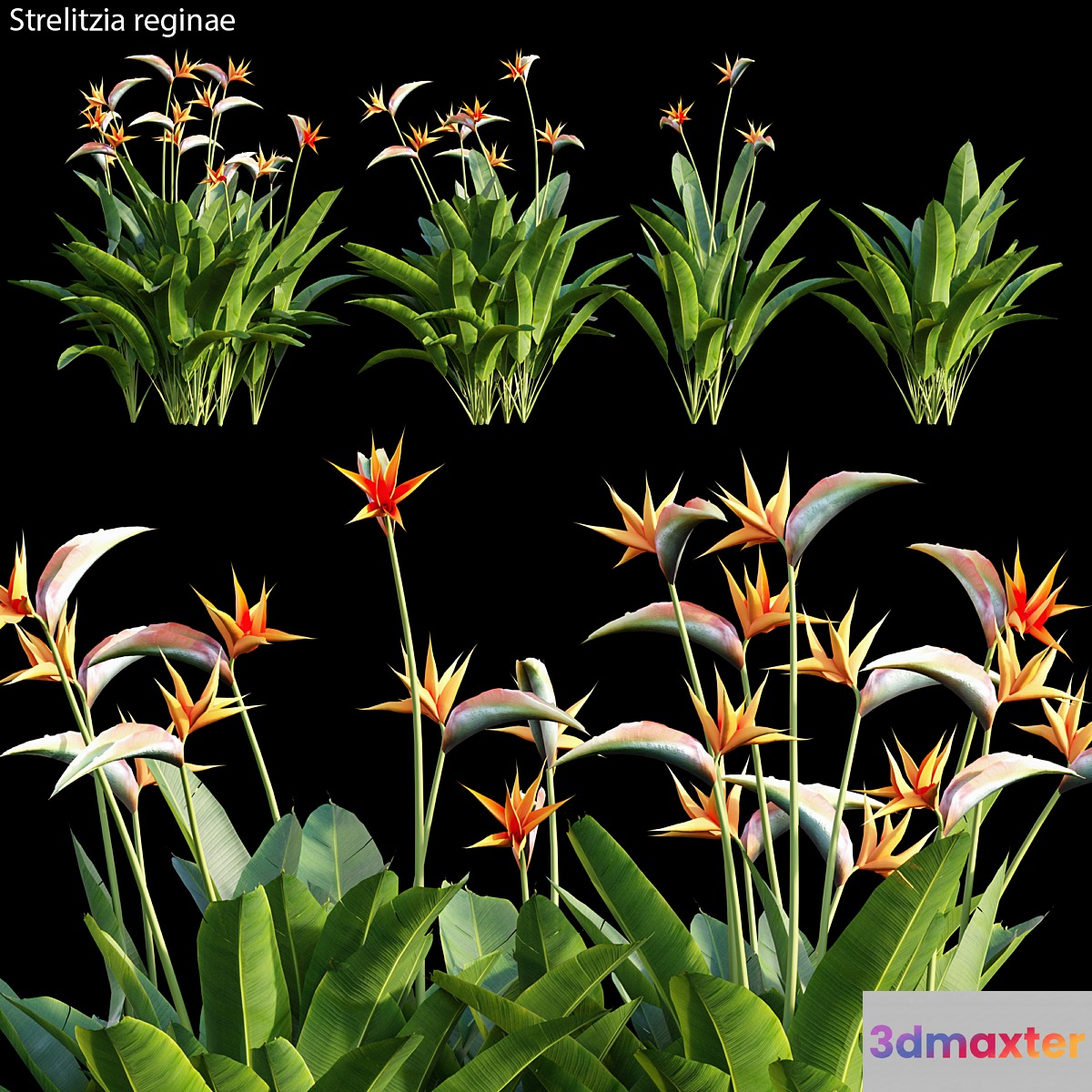 Strelitzia reginae 01 - No.3