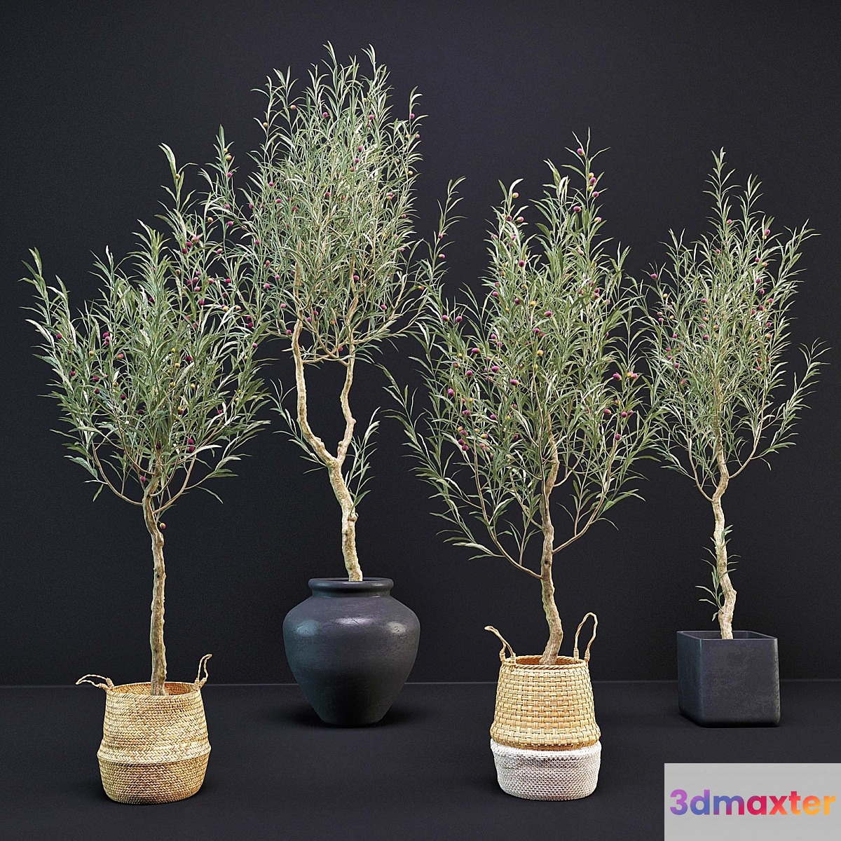 Olive Tree - No.2