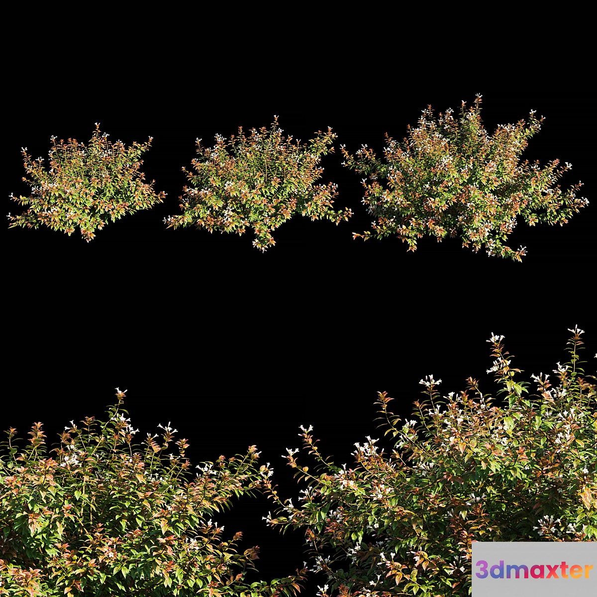 Abelia x grandiflora with flower