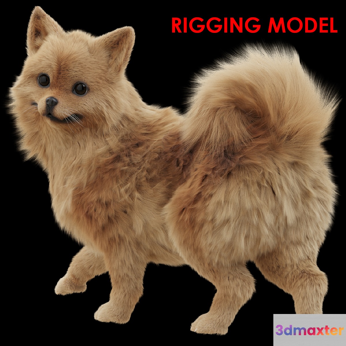 Spitz