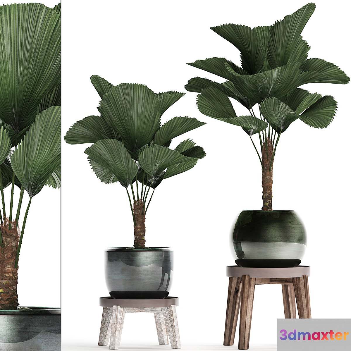 Collection of small palm plants in modern stylish round pots with flower stand and Liquala luxury. Set 453.