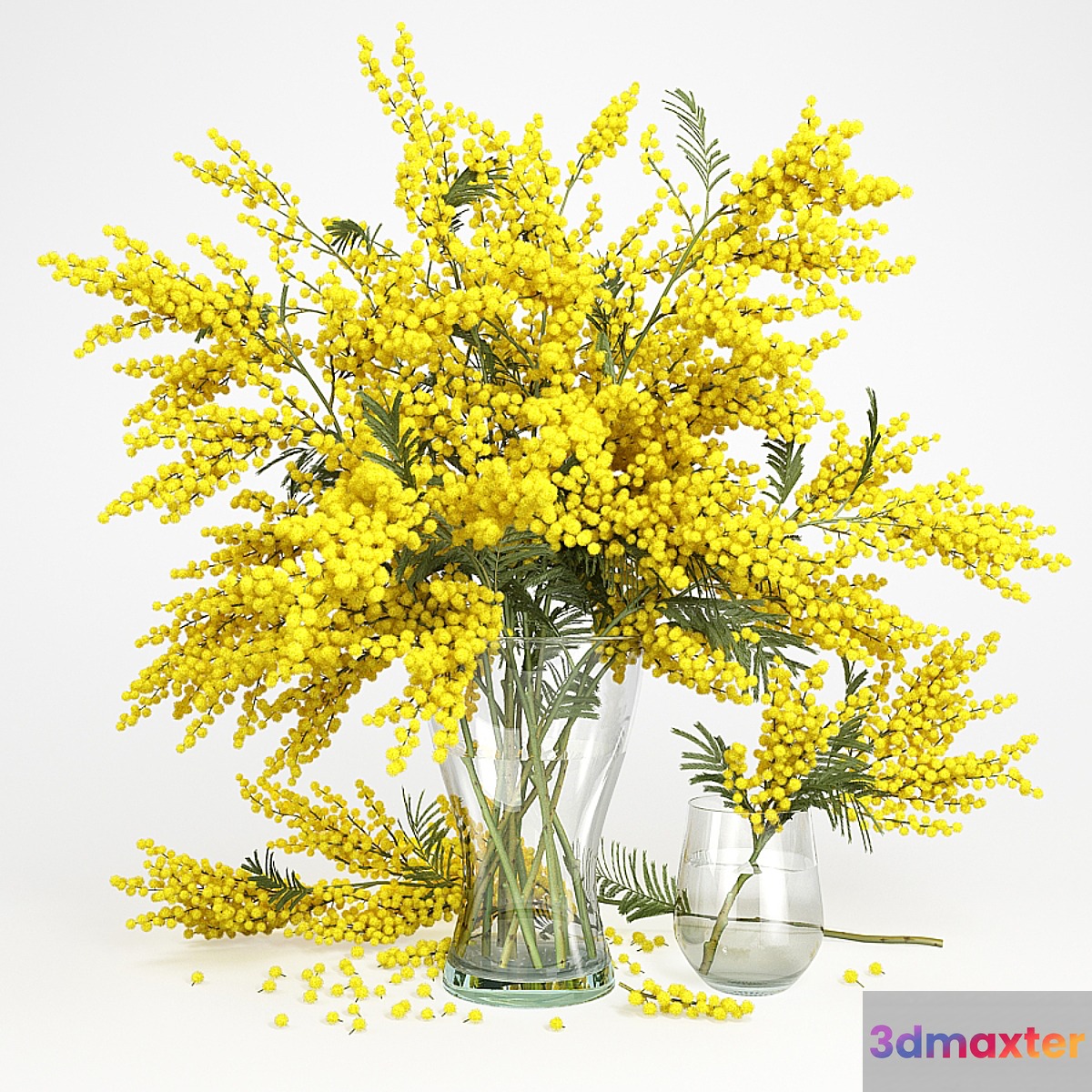 Mimosa_1 3D Max