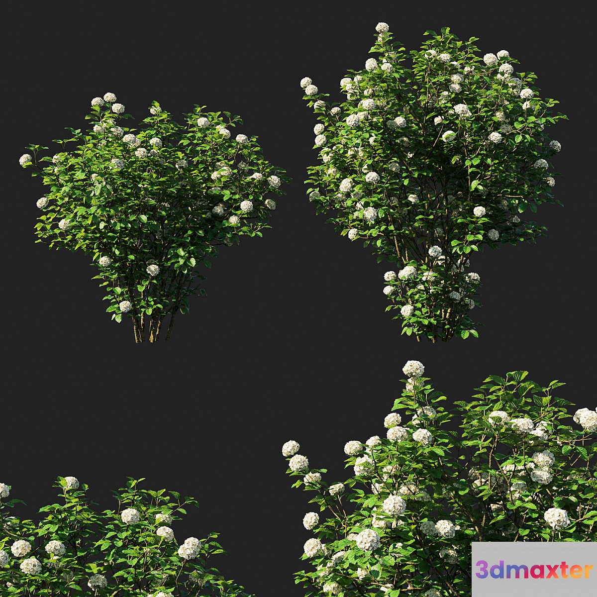 Viburnum dentatum_blue muffin arrowwood 3D Max