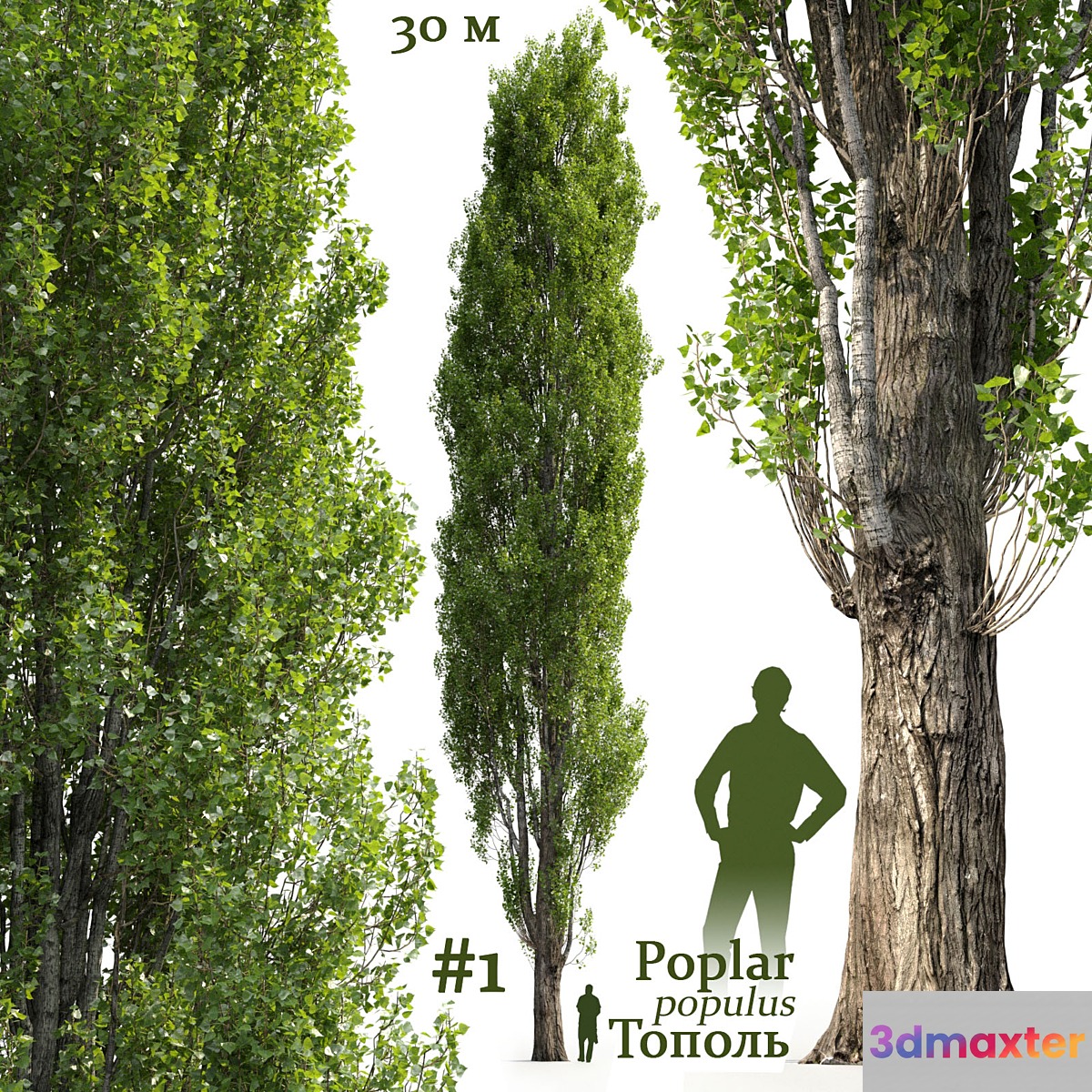 Poplar _ Populus #1