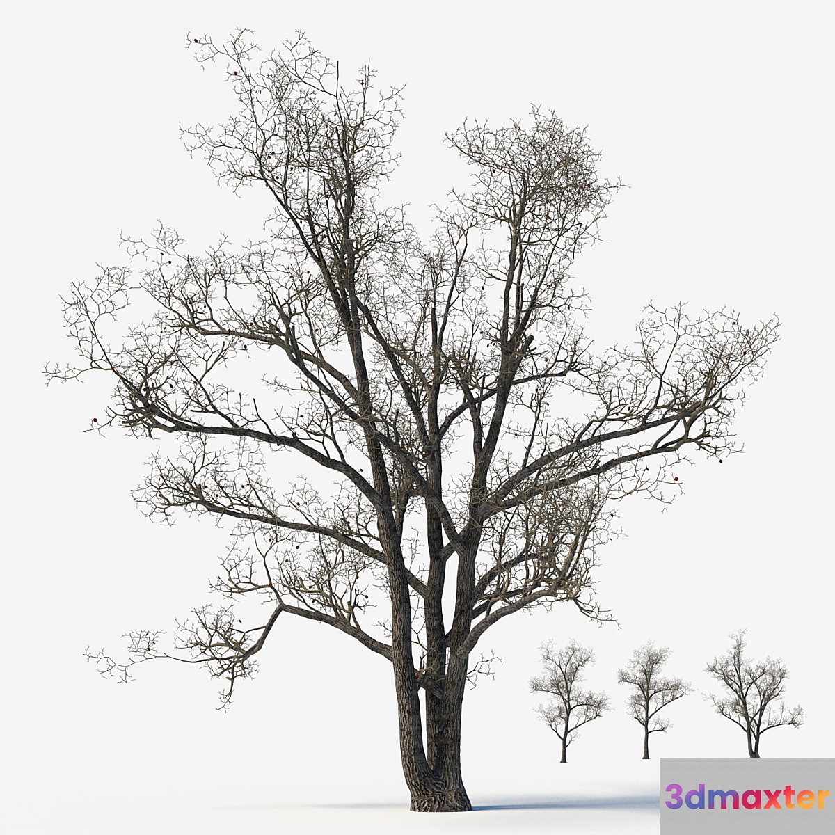 Old poplars 3D Max