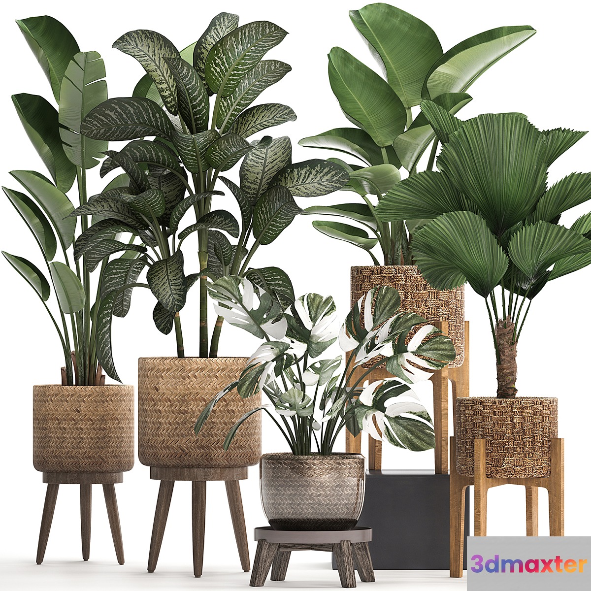 A collection of small plants in baskets on legs with licuala monstera Diffenbachia variegated banana strelitzia. Set 454. 3D Max