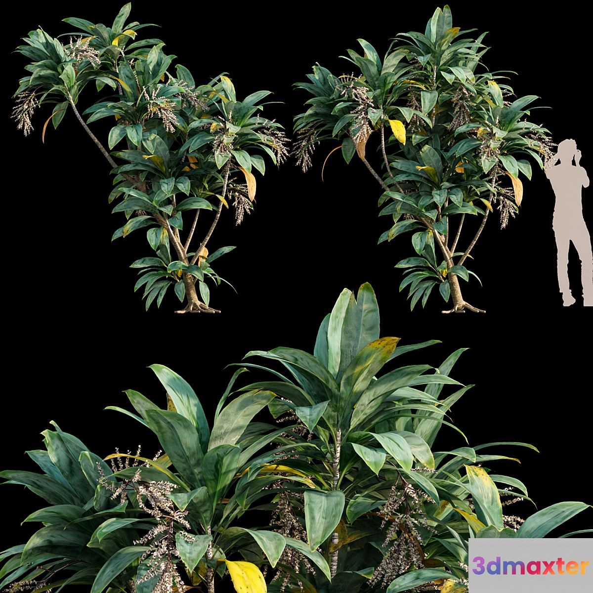 Dracaena 01 3D Max
