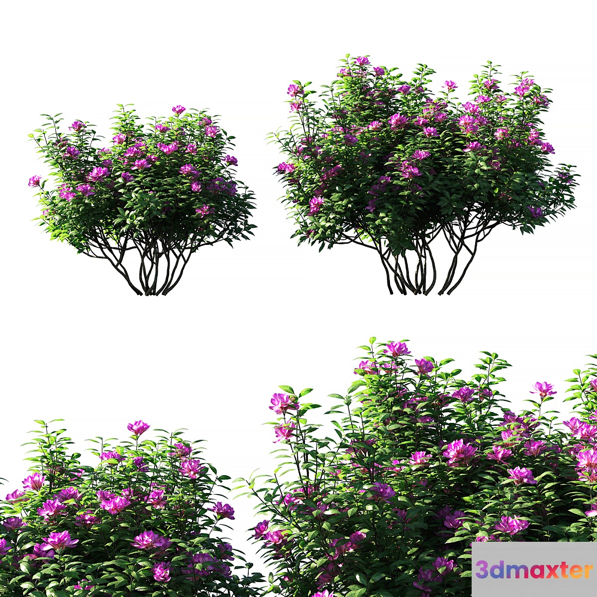 Rhododendron ponticum pink flower 3D Max