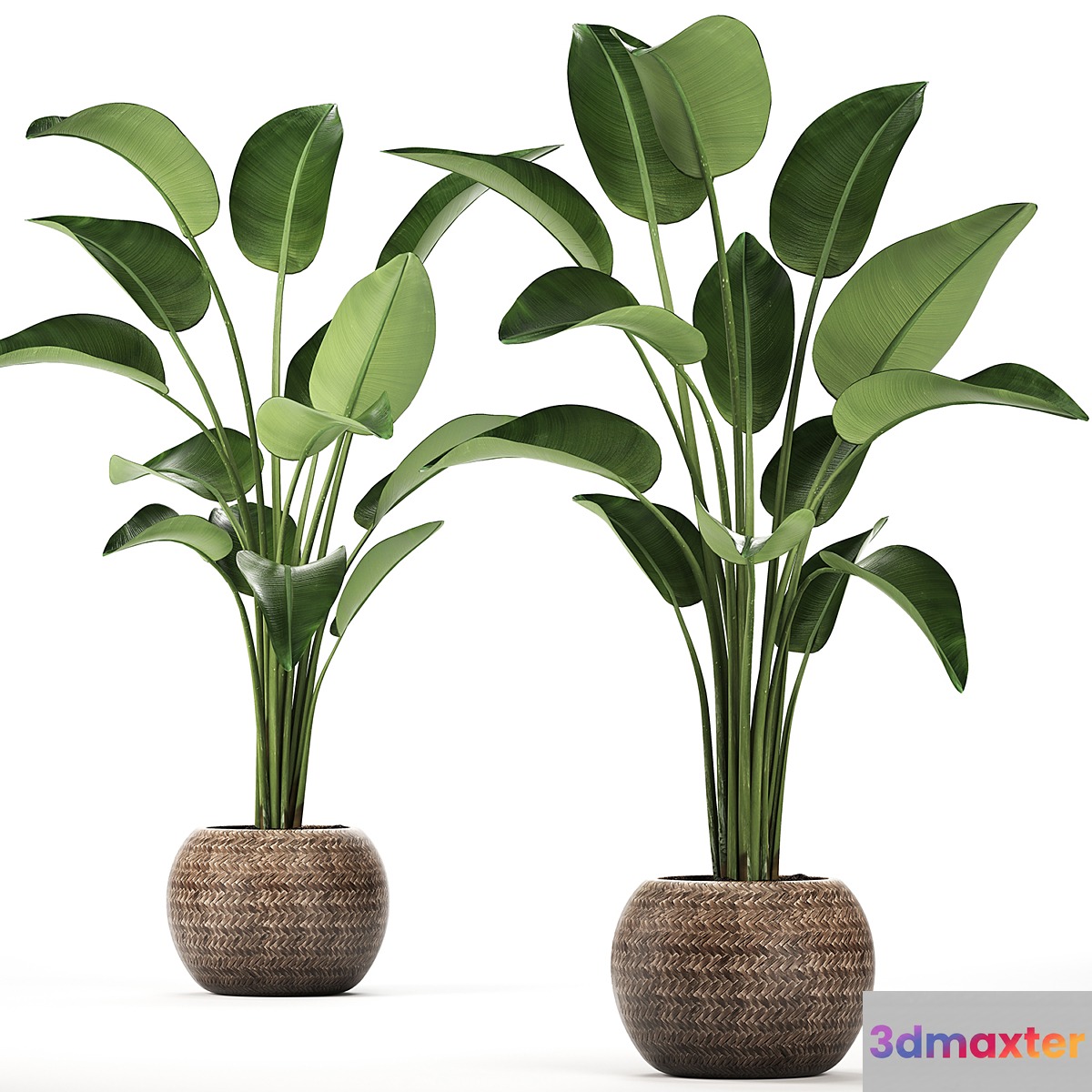 A beautiful decorative lush Strelitzia flower in a round rattan basket. Set 456. 3D Max