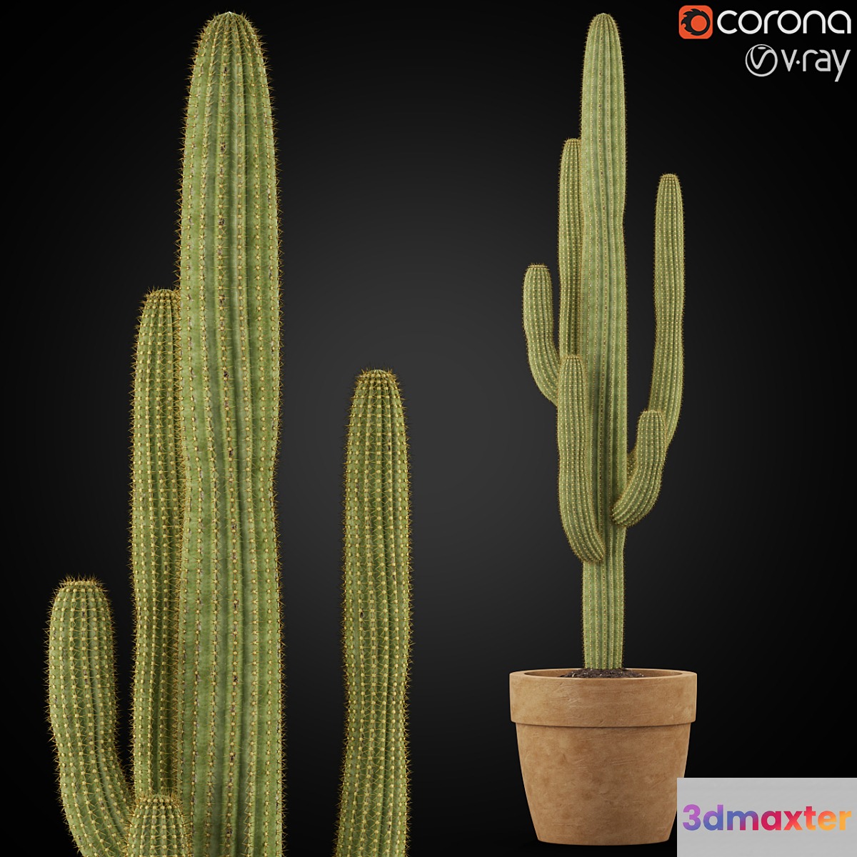 Plants collection 253