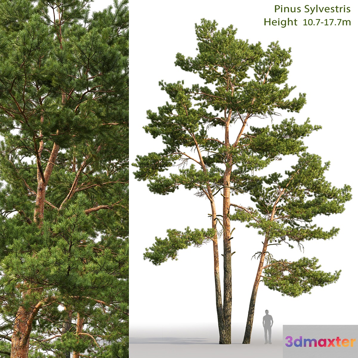 Pine - No.46