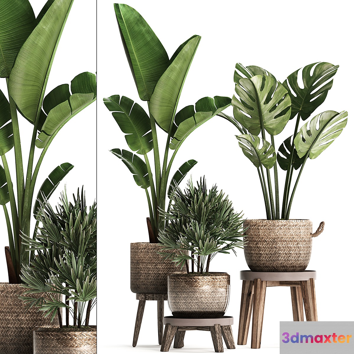 A collection of plants in modern rattan baskets with a flower stand Banana strelitzia palm Rhapis monstera. Set 457. 3D Max