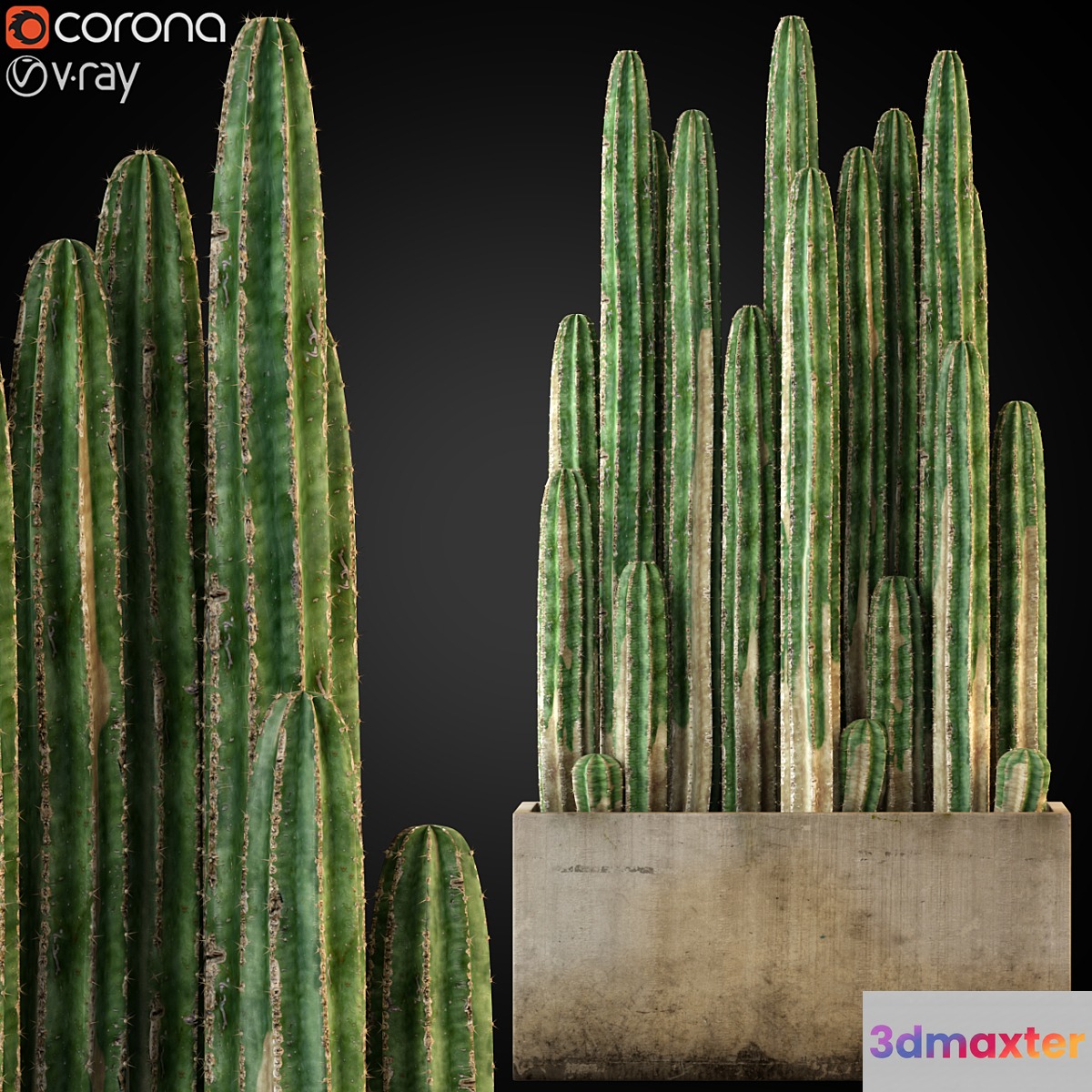 Plants collection 260 - No.2