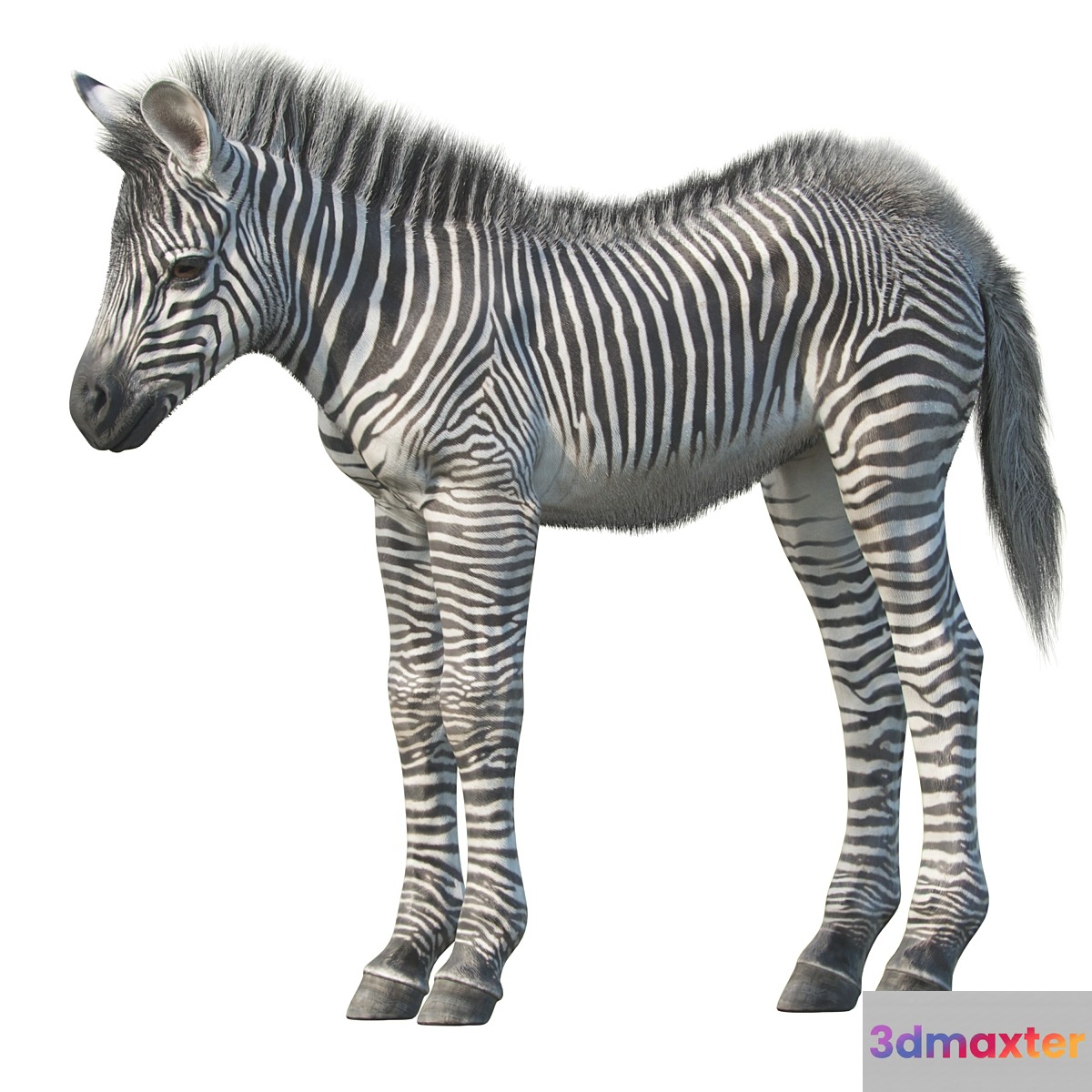 Baby zebra